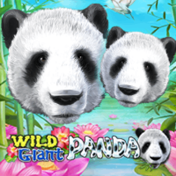Wild Giant Panda